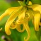 Extrait de parfum d'ambiance ylang ylang