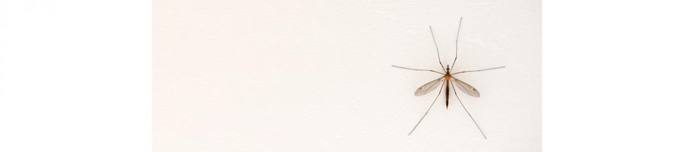 Insecte volant